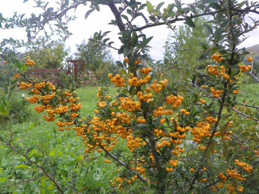 pyracantha Soleil d'Or - Dobarland 2018 3