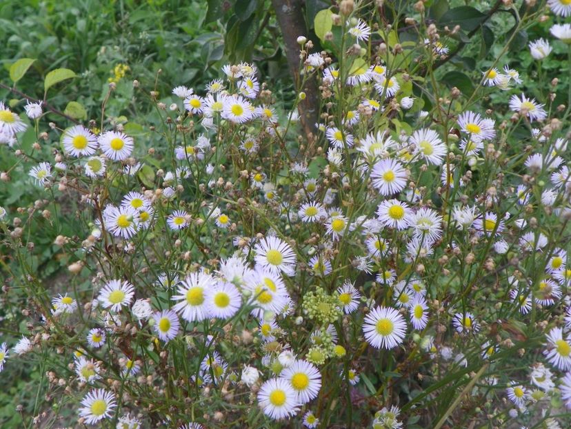 erigeron annuus - Dobarland 2018 3