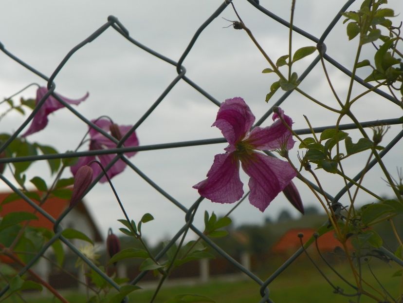 clematis Krakowiak - Dobarland 2018 3