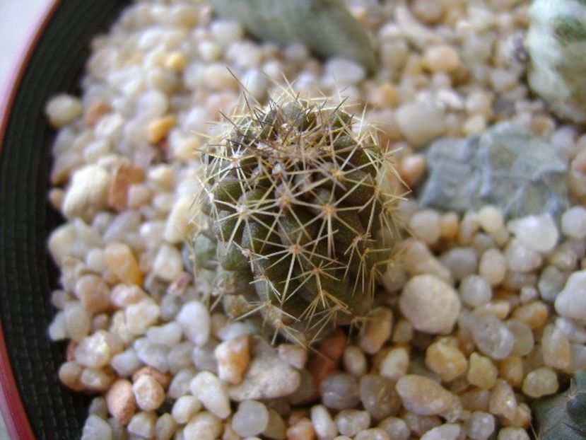 Copiapoa minima, Totoral Bajo, Ch. - Cactusi 2018 continuare