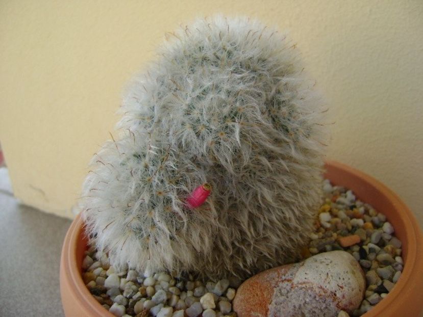 Mammillaria bocasana cv. multilanata - Cactusi 2018 continuare