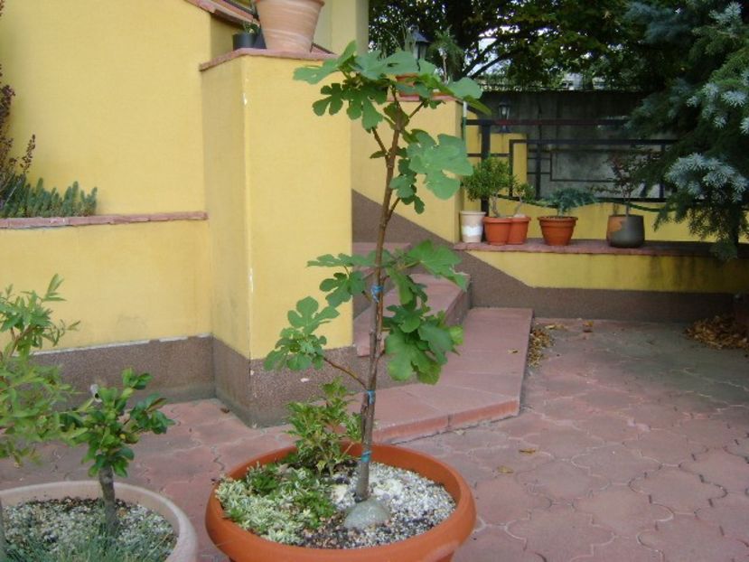 Ficus carica (Smochin) & Osmanthus heterophyllus - Bonsai si prebonsai 2018-2020