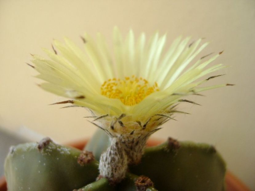 Astrophytum myriostigma - Cactusi 2018 continuare