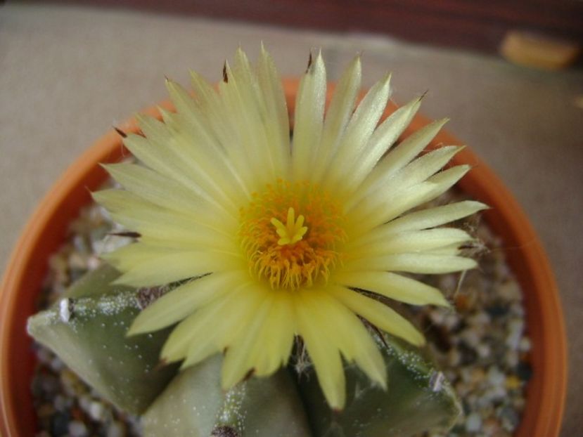 Astrophytum myriostigma - Cactusi 2018 continuare