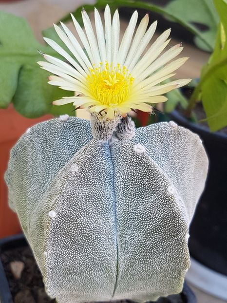 Astrophytum myriostigma-o noua inflorire - Cactusi si plante suculente 2017-2018-2019