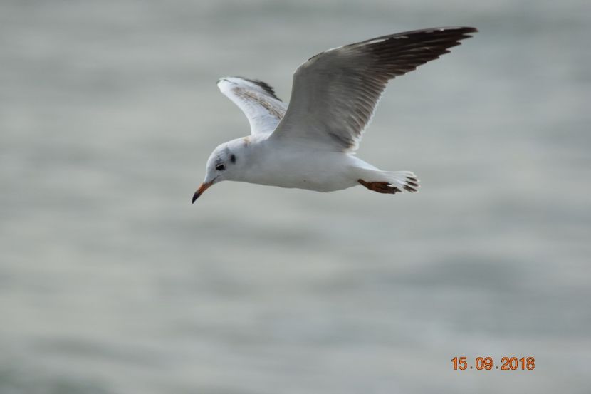  - Plaja salbatica Vadu Constanta