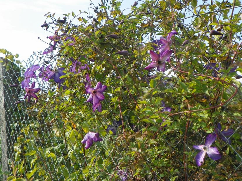 clematis Venosa Violacea - Dobarland 2018 3