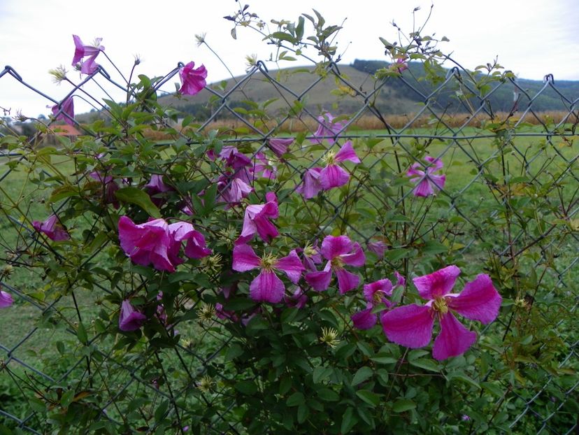 clematis Krakowiak - Dobarland 2018 3