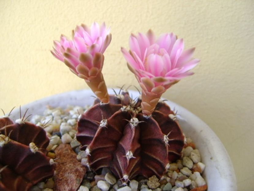 Gymnocalycium friedrichii, 2 ex. - Cactusi 2018 Gymnocalycium