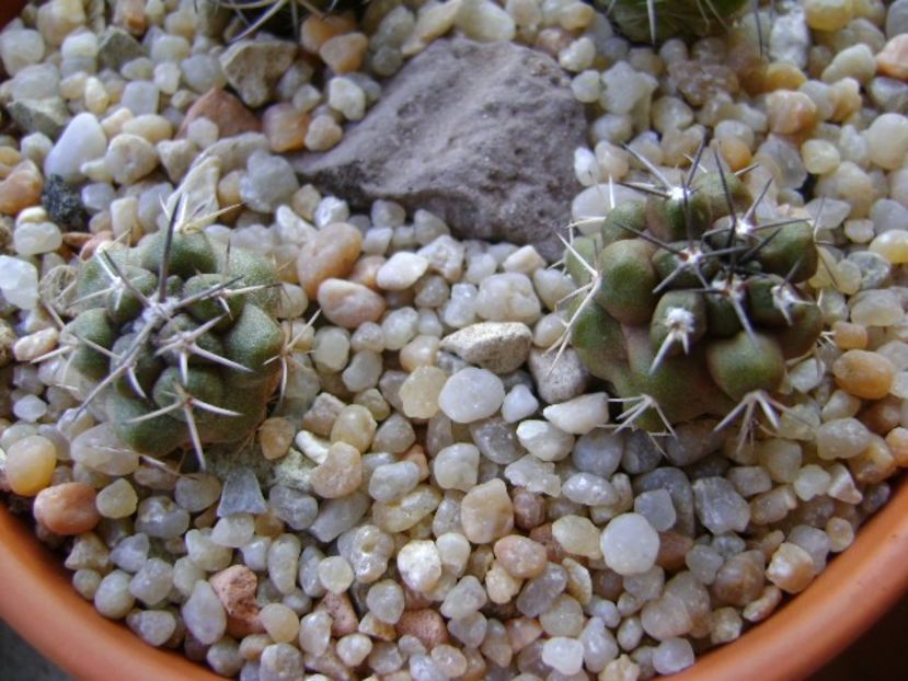 Copiapoa coquimbana v. fiedleriana, 2 ex. - Cactusi 2018 continuare