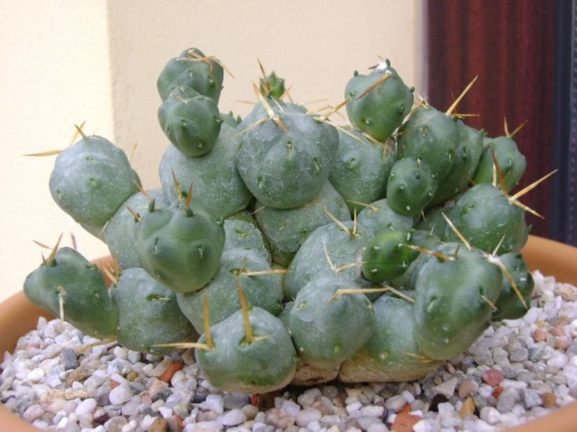 Cumulopuntia rossiana - Cactusi 2018 continuare