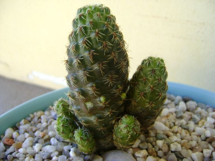 Sulcorebutia taratensis - Cactusi 2018 continuare