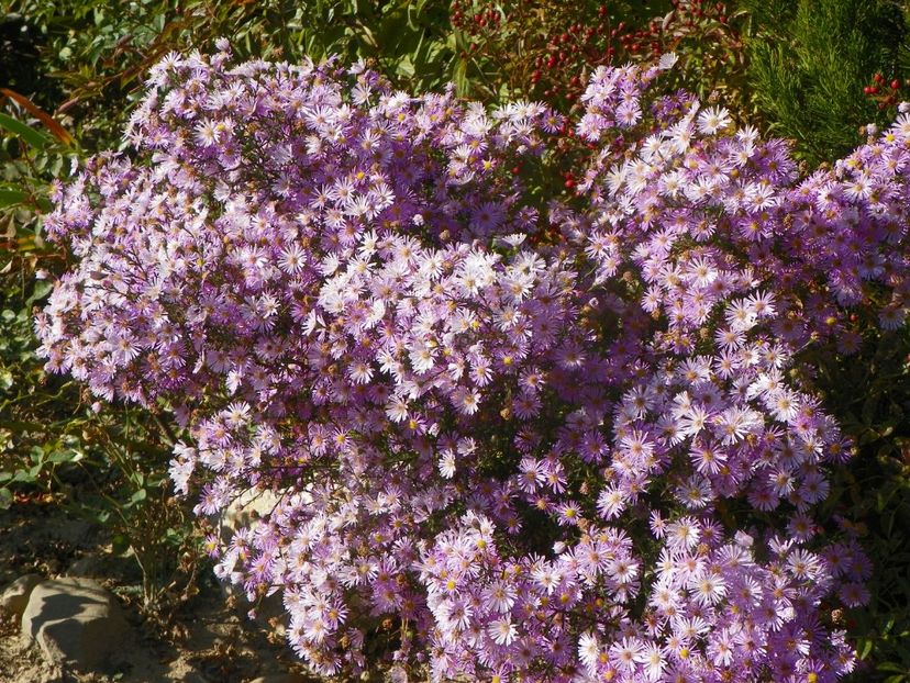 aster ericoides Esther - Dobarland 2018 4