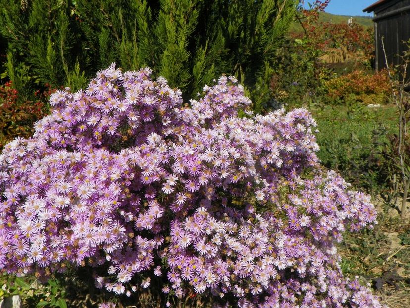 aster ericoides Esther - Dobarland 2018 4