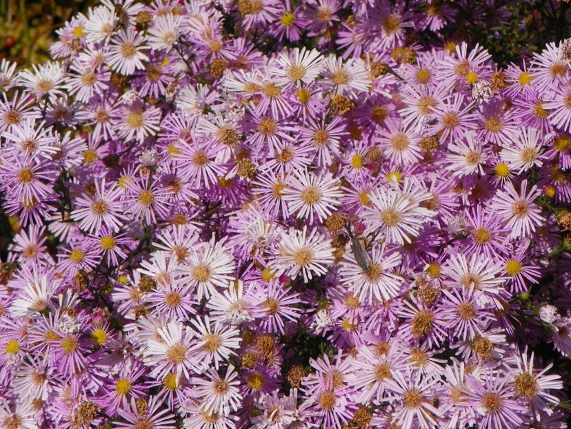 aster ericoides Esther - Dobarland 2018 4