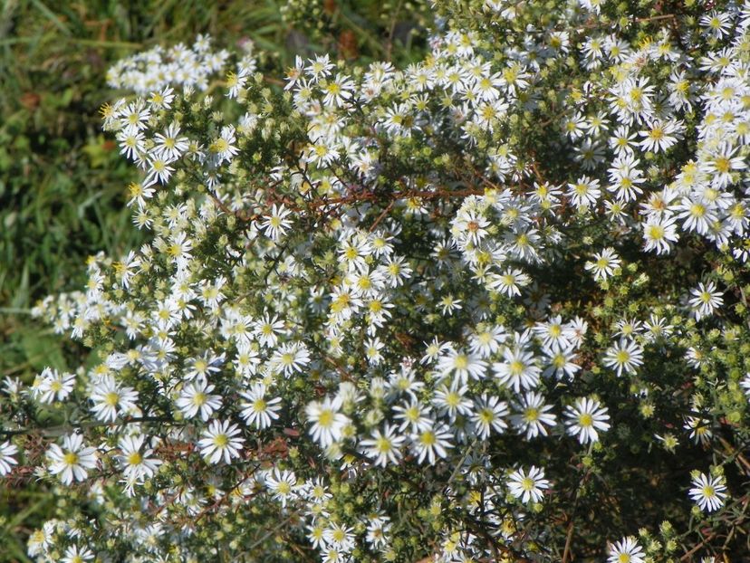 aster ericoides Schneetanne - Dobarland 2018 4