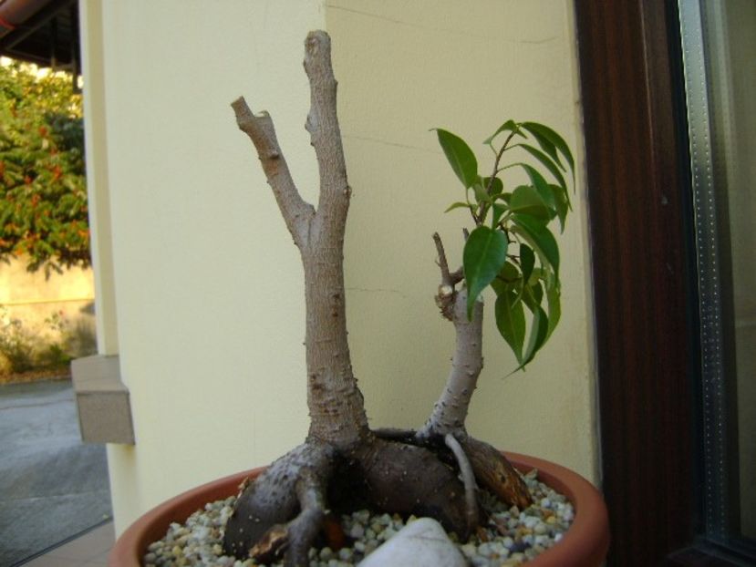 Ficus plangator (Weeping fig) - Bonsai si prebonsai 2018-2020