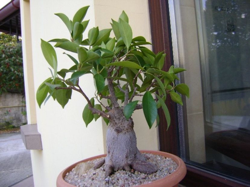 Ficus microcarpa cv. ginseng - Bonsai si prebonsai 2018-2020