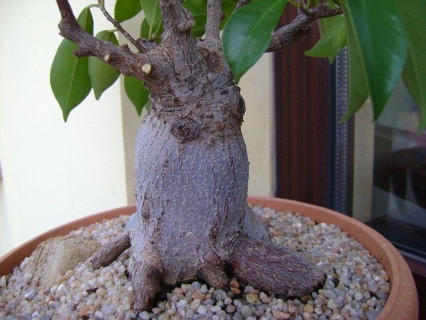 Ficus microcarpa cv. ginseng - Bonsai si prebonsai 2018-2020