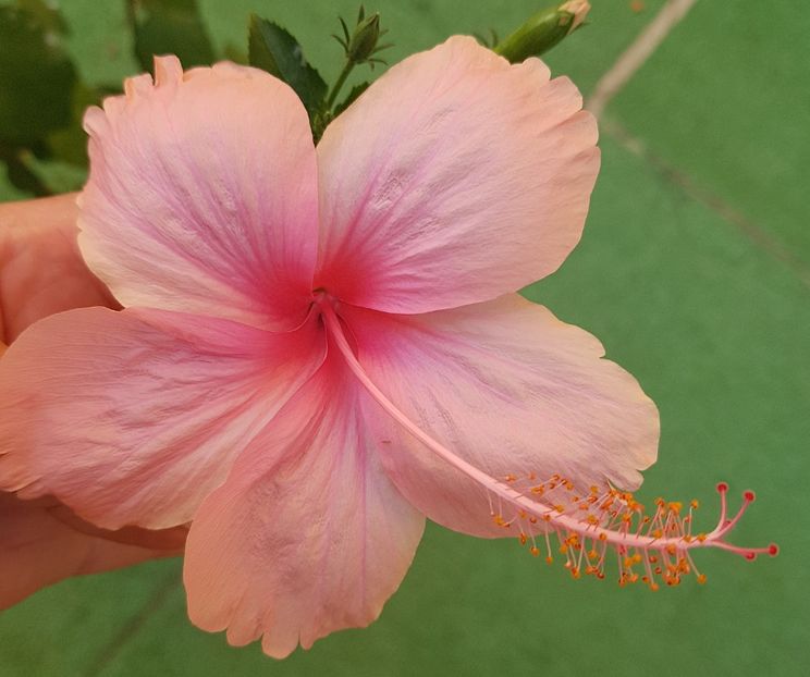 Dainty Pink - 1-2 HIBISCUS