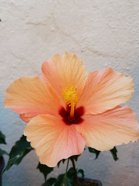  - 1-2 HIBISCUS