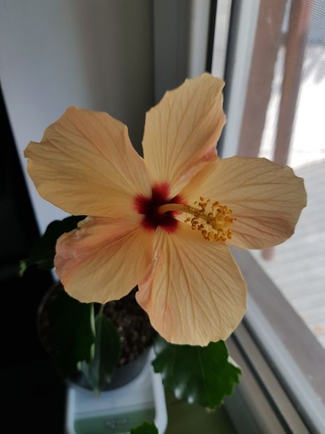  - 1-2 HIBISCUS