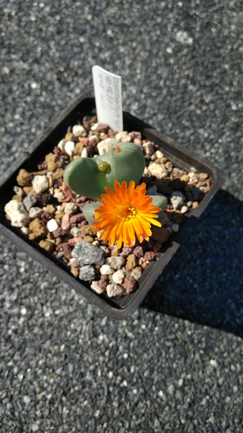 Conophytum bilobum - Aizoaceae 2018