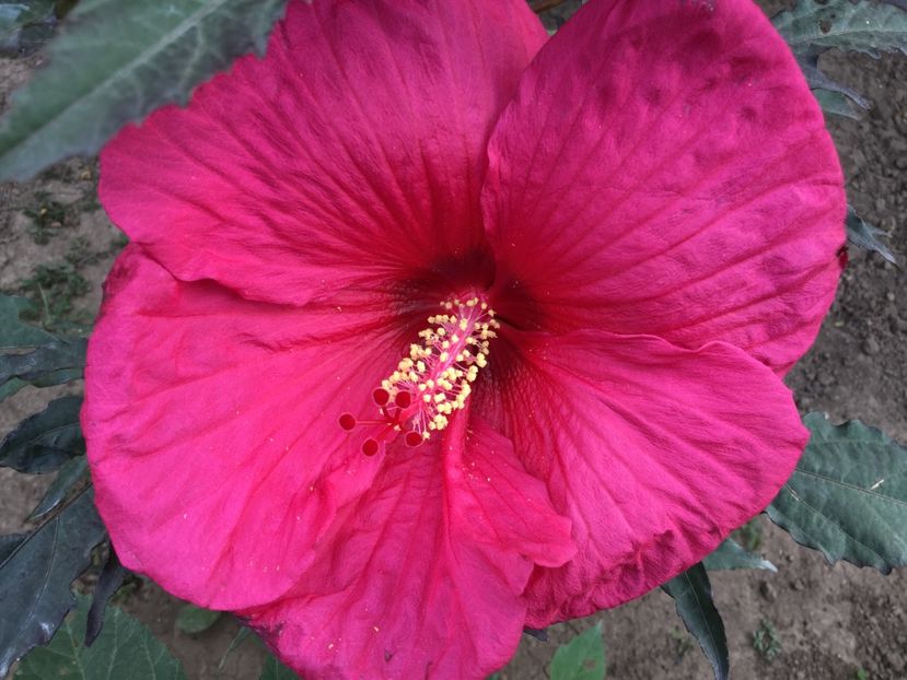 79ACA8D7-01A9-446E-BF2D-2C144BC06170 - Hibiscus Moscheutos 2018