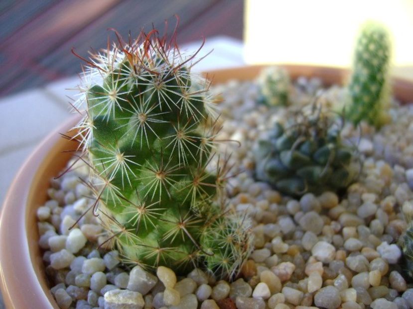 Mammillaria fraileana - Cactusi 2018 continuare