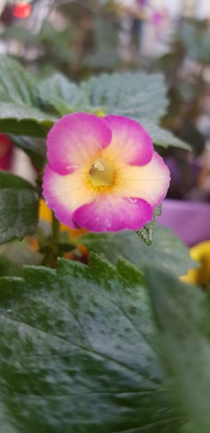 Honey Queen - Achimenes