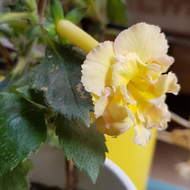 Yello English Rose - Achimenes