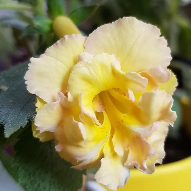 Yello English Rose - Achimenes