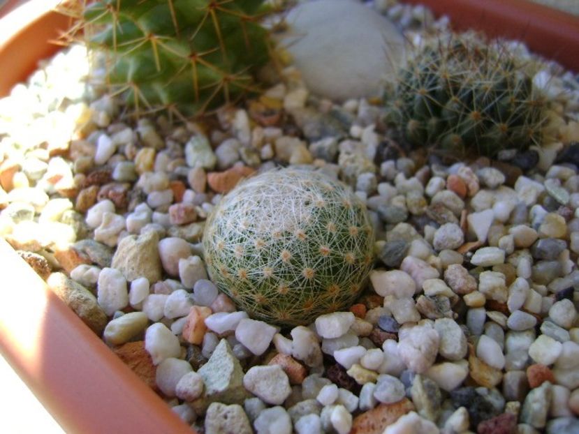 Mammillaria lenta - Cactusi 2018 continuare