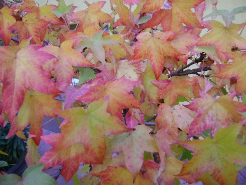 Liquidambar styraciflua - Bonsai si prebonsai 2018-2020