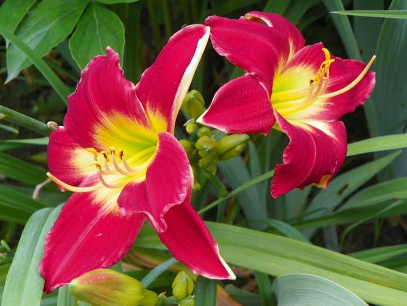 7 iul (40) - Hemerocallis 2018