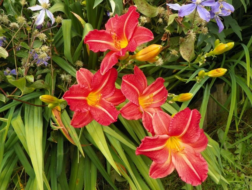 7 iul (134) - Hemerocallis 2018