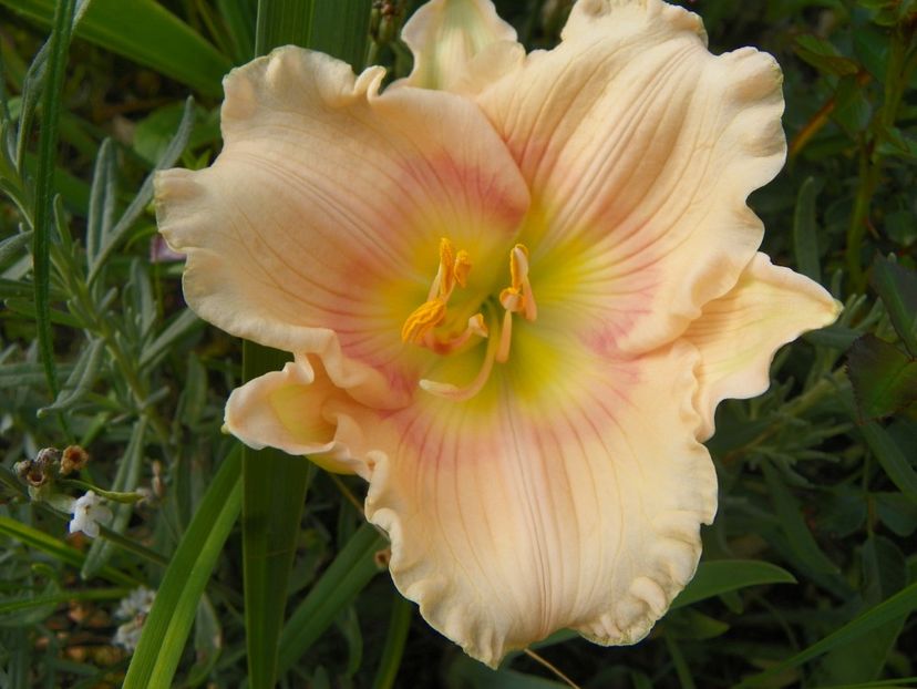 13 iul (88) - Hemerocallis 2018