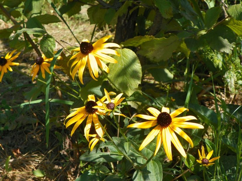 rudbeckia Goldsturm - Dobarland 25 august