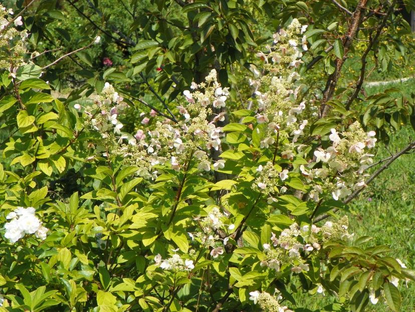 hydrangea paniculata Unique - Dobarland 25 august