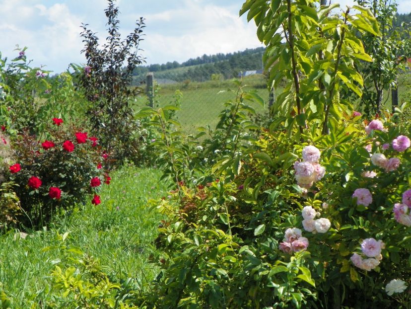 Pink Ghislaine de Feligonde si Zeelandia - Dobarland 25 august