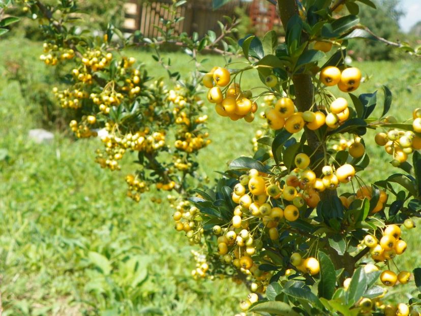 pyracantha Soleil d'Or - Dobarland 25 august