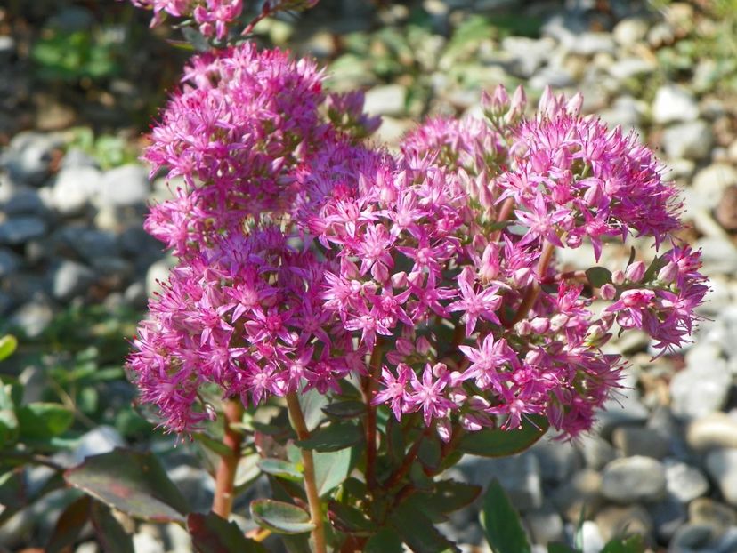 sedum Carl - Dobarland 25 august