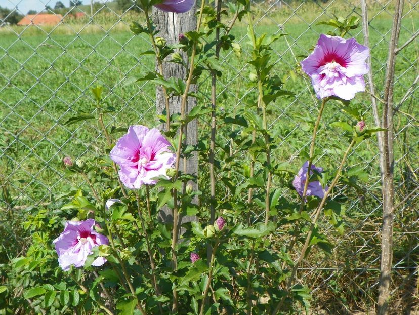 hibiscus syriacus Lavender Chiffon - Dobarland 25 august