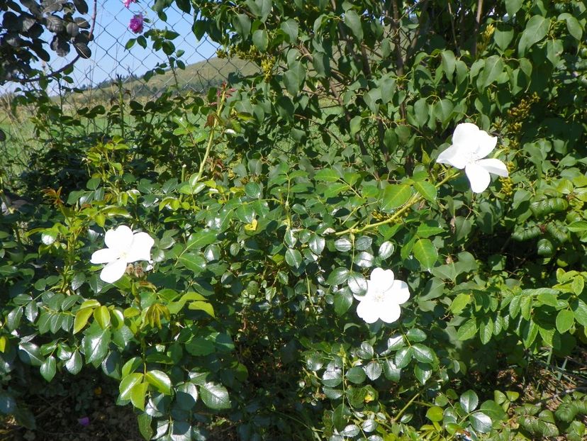 Escimo - Dobarland 25 august