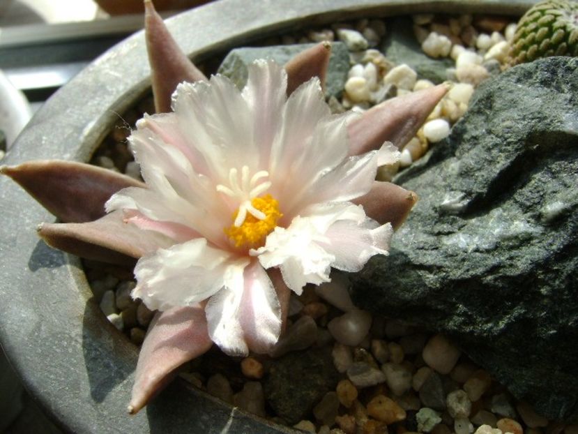 Ariocarpus retusus - Cactusi 2018 continuare