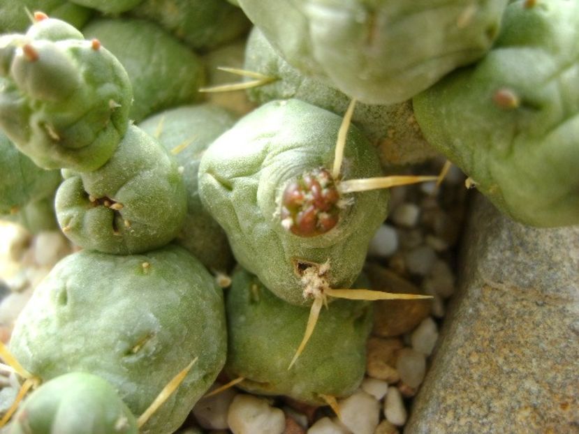 Cumulopuntia rossiana, lastar nou - Cactusi 2018 continuare