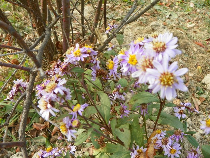 aster ageratoides Harry Schmidt - Dobarland 2018 4