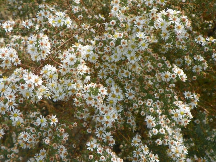 aster ericoides Schneetane - Dobarland 2018 4