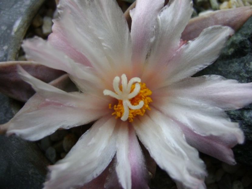 Ariocarpus retusus - Cactusi 2018 continuare