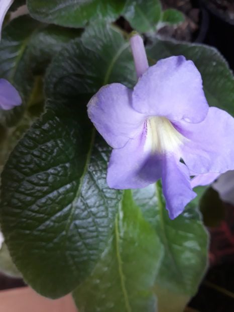  - STREPTOCARPUS